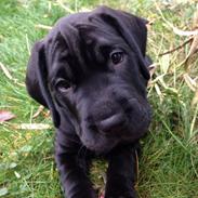 Blanding af racer Bella