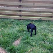 Blanding af racer Bella