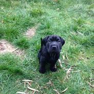 Blanding af racer Bella