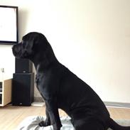 Blanding af racer Bella