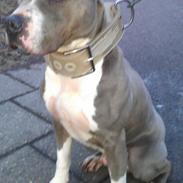 Amerikansk staffordshire terrier Tyson