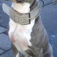 Amerikansk staffordshire terrier Tyson