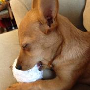 Podengo portugues pequeno Gaia