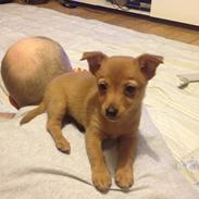 Podengo portugues pequeno Gaia