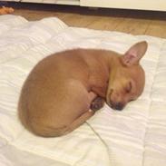 Podengo portugues pequeno Gaia