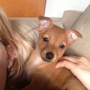 Podengo portugues pequeno Gaia