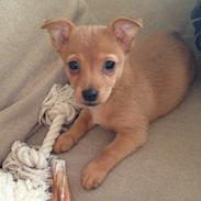 Podengo portugues pequeno Gaia