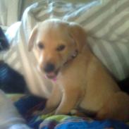 Labrador retriever trunte