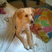 Labrador retriever trunte