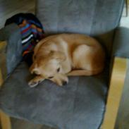 Labrador retriever trunte