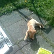 Labrador retriever trunte