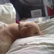 Labrador retriever trunte