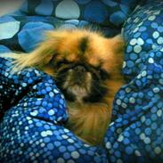 Pekingeser Jason