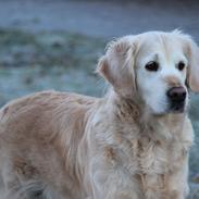 Golden retriever Luca