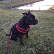 Staffordshire bull terrier Amy