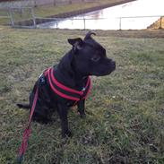 Staffordshire bull terrier Amy