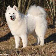 Samojedhund White Snow Star's Astina