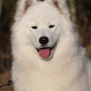 Samojedhund White Snow Star's Astina