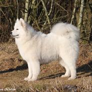 Samojedhund White Snow Star's Astina