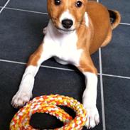 Basenji Molly