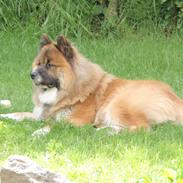 Eurasier Zikka