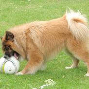 Eurasier Zikka