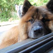 Eurasier Zikka