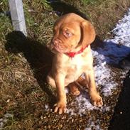 Dogue de bordeaux Aya <3