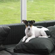 Dansk svensk gaardhund Liva