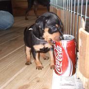 Prazsky krysarik Sita