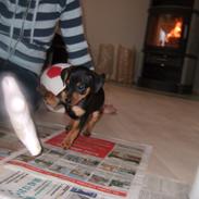 Prazsky krysarik Sita