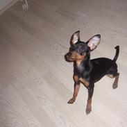 Prazsky krysarik Sita