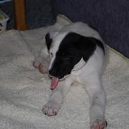 Blanding af racer Fifty