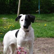 Blanding af racer Fifty