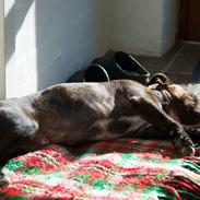 Staffordshire bull terrier Luffe - Hvalpely's Gangnam Style Forever