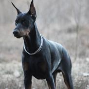 Dobermann Izrafel Napoleon Nacholious