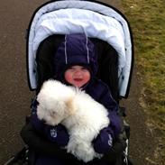 Coton de tulear James