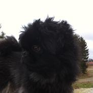 Blanding af racer Balder