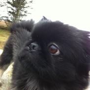 Blanding af racer Balder