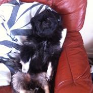 Blanding af racer Balder