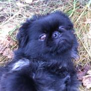 Blanding af racer Balder