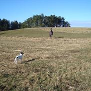 Blanding af racer Naja