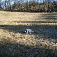 Blanding af racer Naja