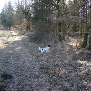 Blanding af racer Naja