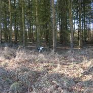 Blanding af racer Naja