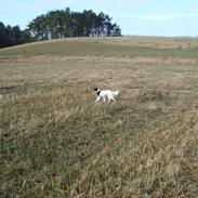 Blanding af racer Naja