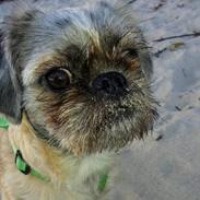 Blanding af racer Bilbo Baggins