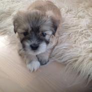 Blanding af racer Simba 