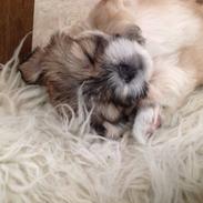 Blanding af racer Simba 