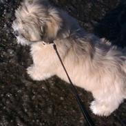 Blanding af racer Simba 